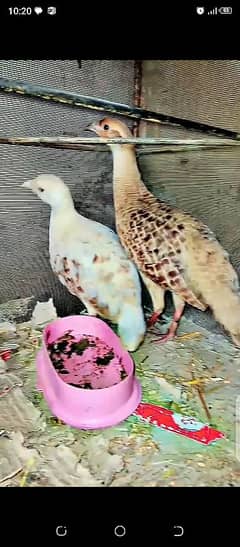 high quality breeder pair whatsapp number 03107367201