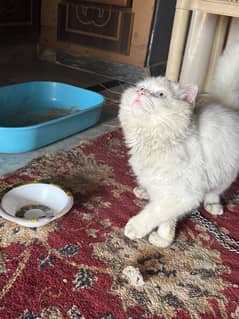 PERSIAN CAT BLUE EYES LONG COAT