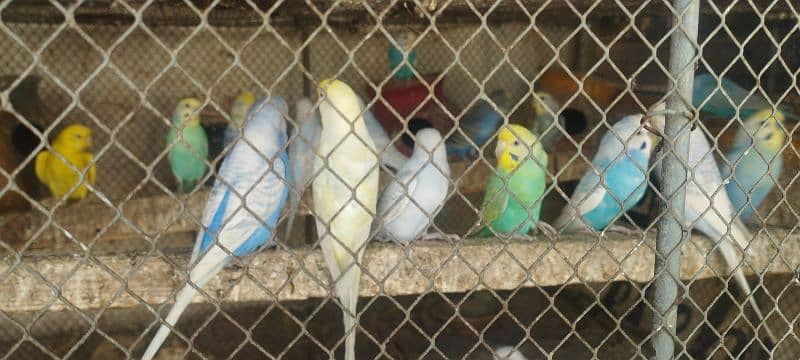 rainbow/red eye/tufted/ budgies(Australiain) parrot 2