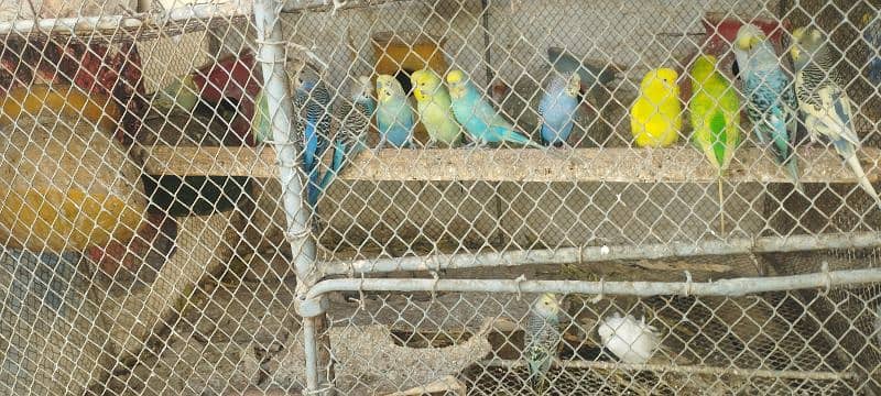 rainbow/red eye/tufted/ budgies(Australiain) parrot 3