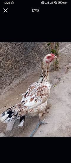 Sindhi hens Rs:900