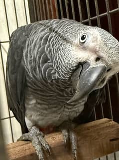 African grey semi tamed gurdun thori si dengi hai by birth hi