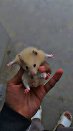 hamster hand tame male