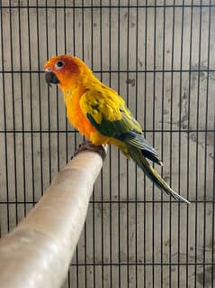 sunconure