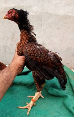 kamalia aseel madi /high quality aseel/ egg started hen/pure aseel hen