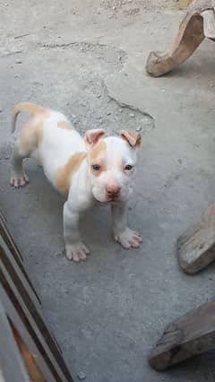 American Pitbull