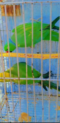 urgent sale parrot kahta