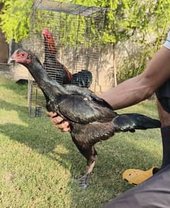 Aseel Thai | aseel pakoy |thai pakoy murghi |aseel hen| breeder hens