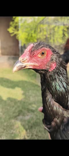 Aseel Thai | aseel pakoy |thai pakoy murghi |aseel hen| breeder hens