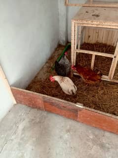 desi hens 6 pcs