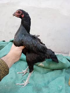 kruk thai aseel madi /high quality aseel/pure thai hen