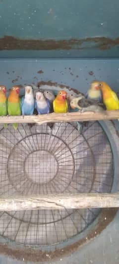 lovebird for sale