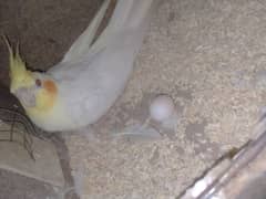 breeder pair with eggs