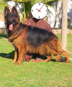 German shepherd Female Dog ,GSD For Sale | Dog for sale