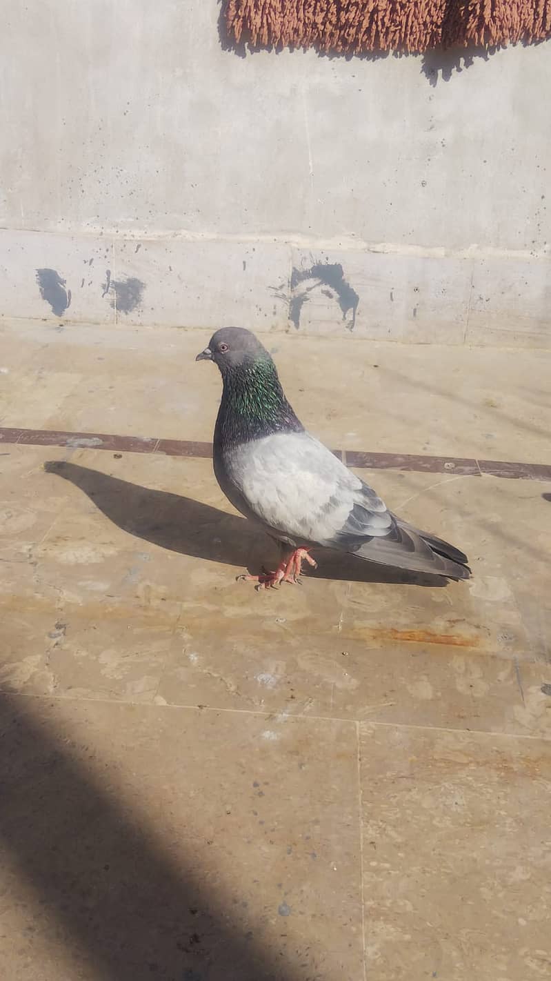 High flyer pigeon kabli kabootar parwazi kabutar 1