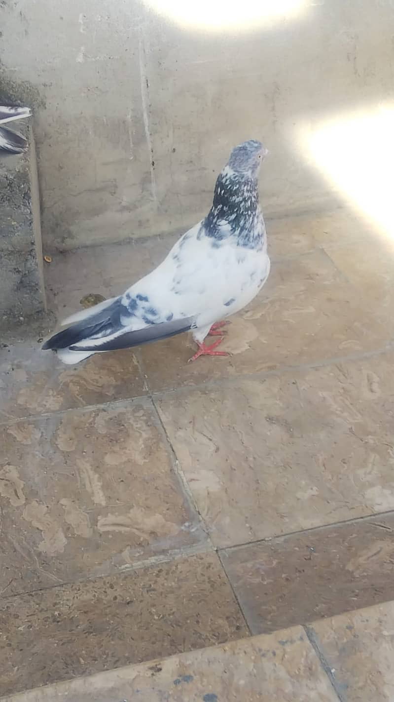 High flyer pigeon kabli kabootar parwazi kabutar 4