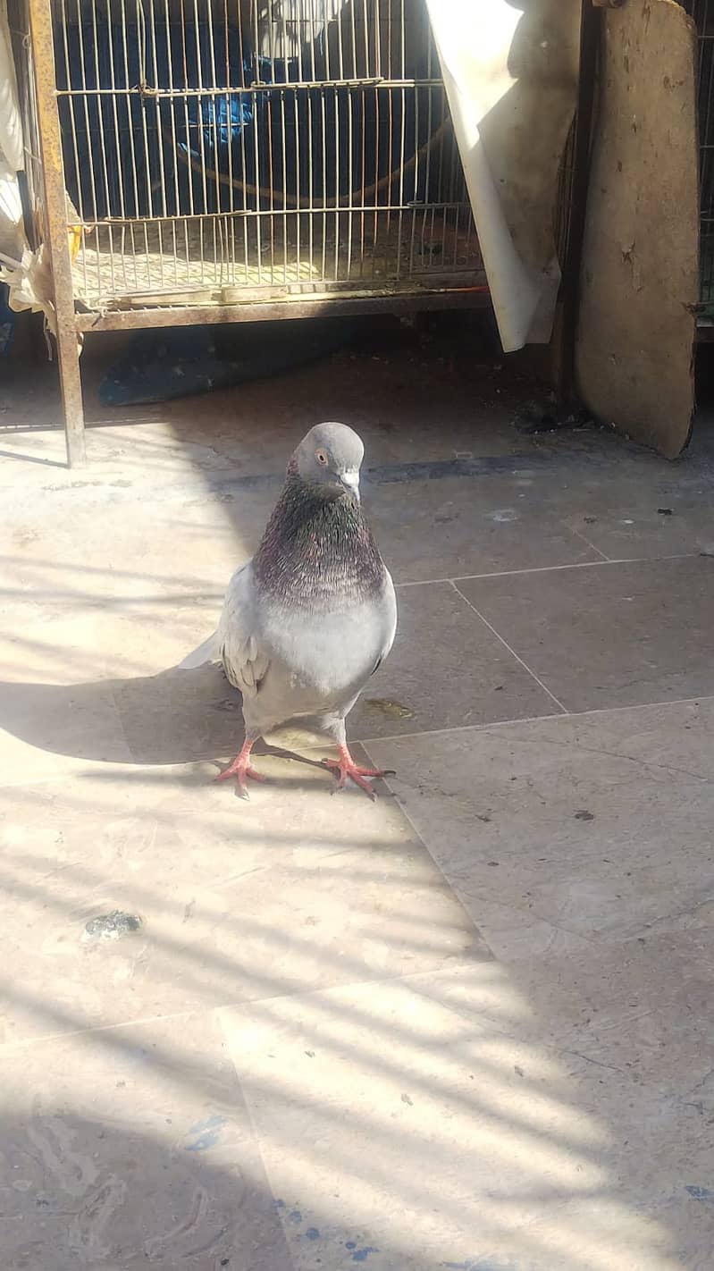 High flyer pigeon kabli kabootar parwazi kabutar 7