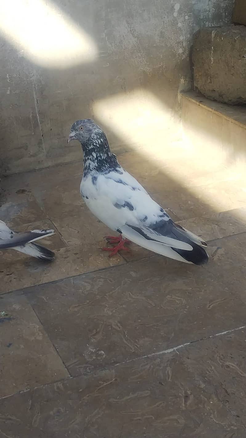 High flyer pigeon kabli kabootar parwazi kabutar 9