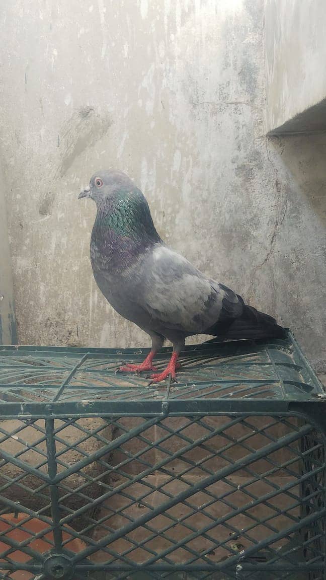 High flyer pigeon kabli kabootar parwazi kabutar 13