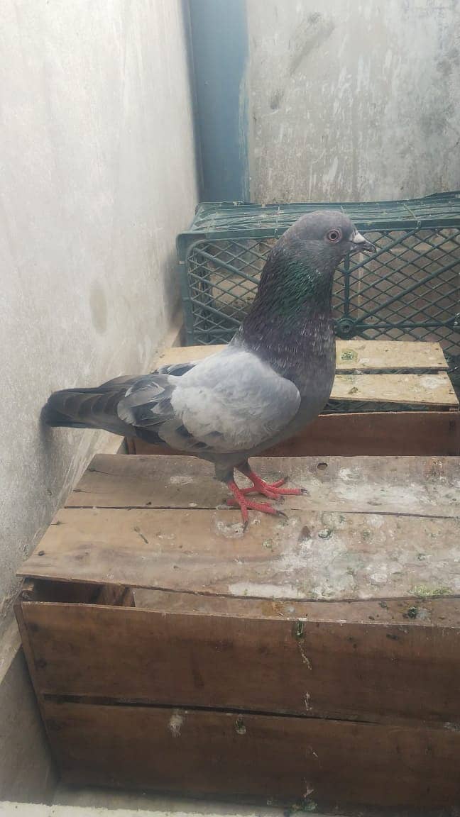 High flyer pigeon kabli kabootar parwazi kabutar 15