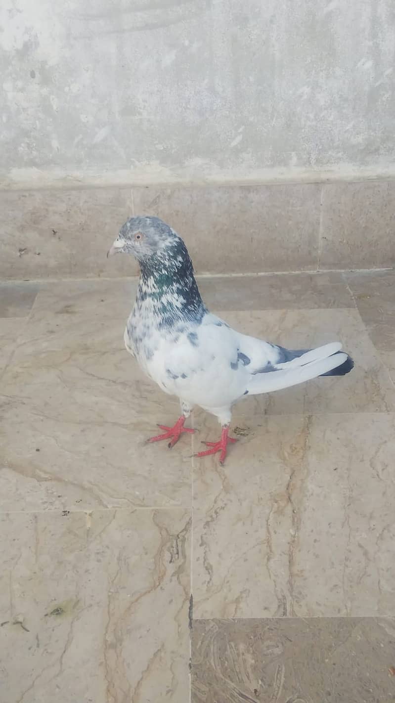 High flyer pigeon kabli kabootar parwazi kabutar 16