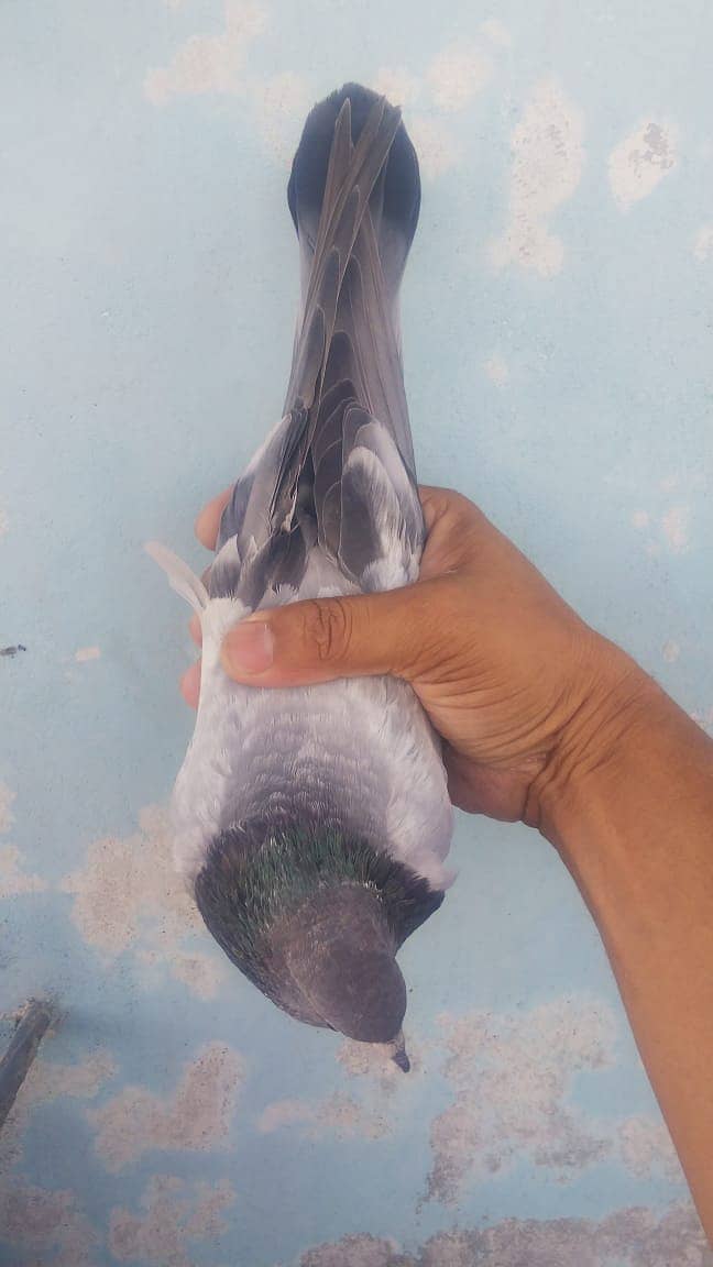 High flyer pigeon kabli kabootar parwazi kabutar 17