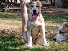 Imported Alabai male puppy available for sale