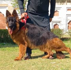 German Shepherd Dog | Dog for sale