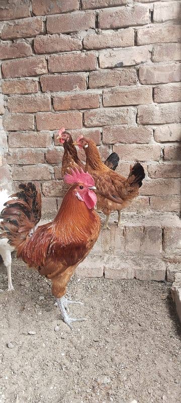 desi hens 1