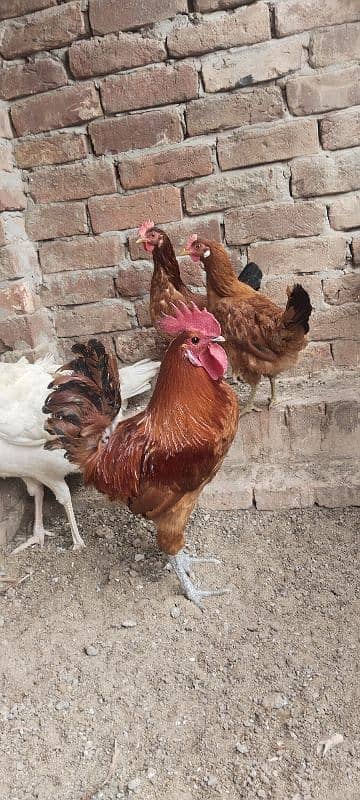 desi hens 2