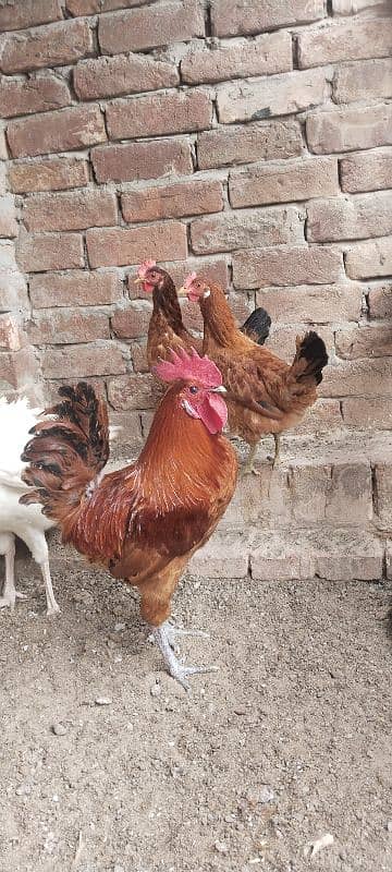 desi hens 3