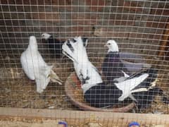 5 pigeon kaboter 2 baby pigeons