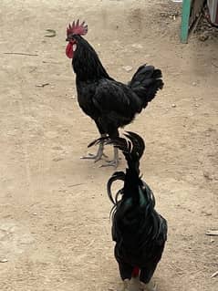 Australorp pure 2 Male for sale