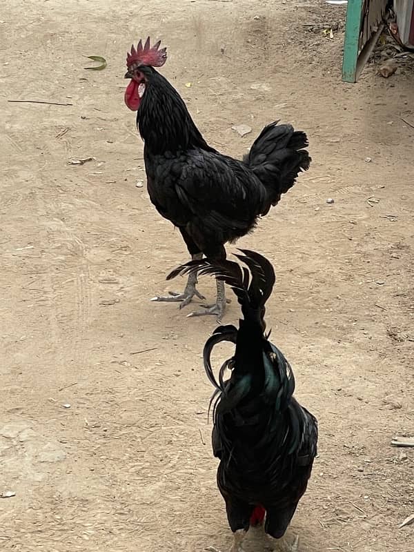 Australorp pure 2 Male for sale 0