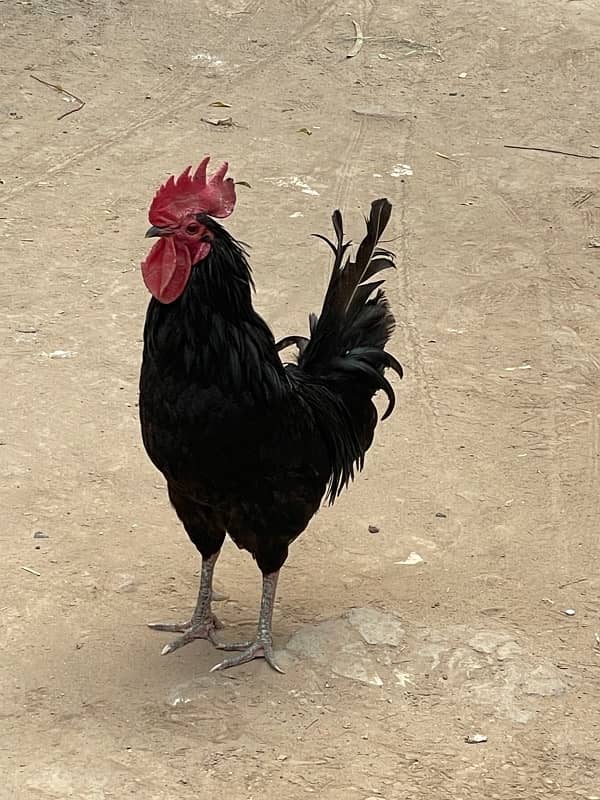 Australorp pure 2 Male for sale 1