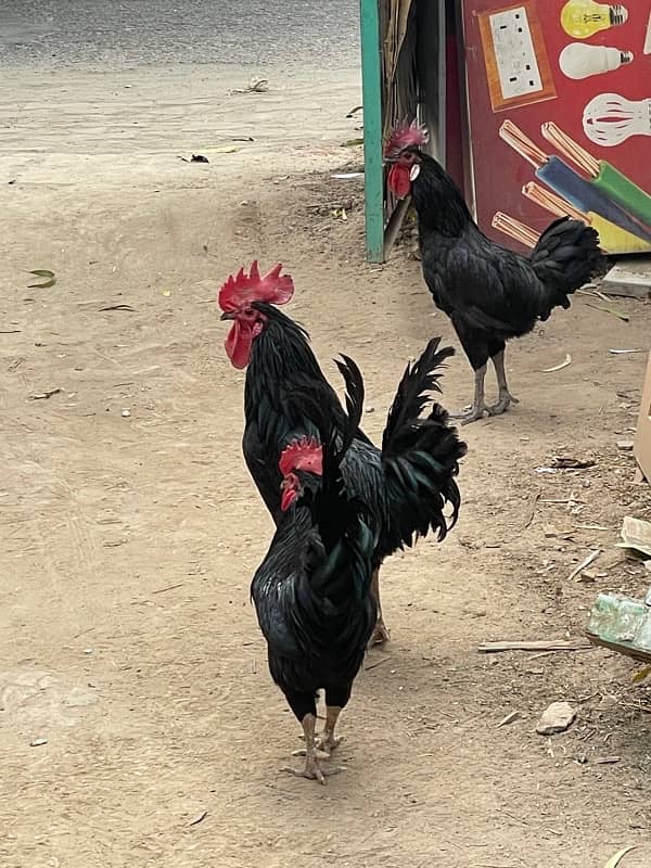 Australorp pure 2 Male for sale 2