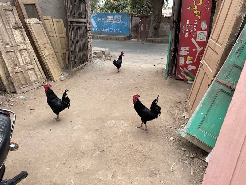 Australorp pure 2 Male for sale 3