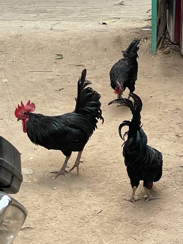 Australorp pure 2 Male for sale 4