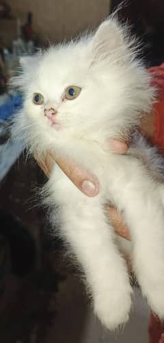 Persian Kitten With Grey Eyes