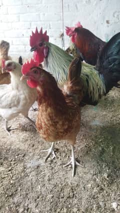 Golden Misri Egg-Laying Hens for Sale in Lahore | 8 Months Healthy