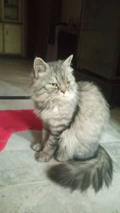 Grey Persian 7 month old