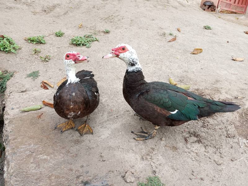 Murghabi Ducks, Murghab Duck 1