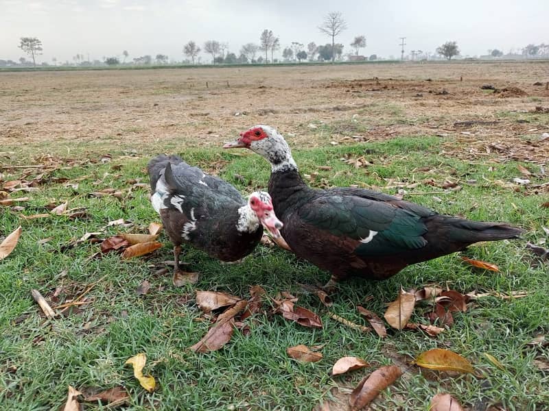 Murghabi Ducks, Murghab Duck 3