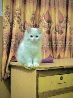 Persian cat