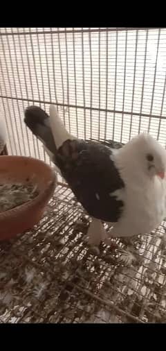 German Tie Sentient fancy (kabootar) pigeon for sale