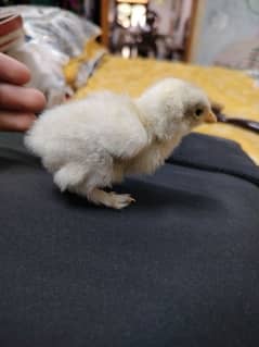 bantam chicks in white color