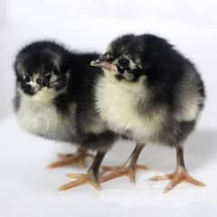 Asterloop hen for sale |asterlooop morghiya