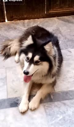 Siberian Husky Female Dog For Sale