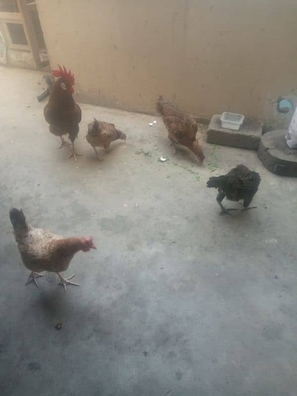 hen for sale egg laying 0