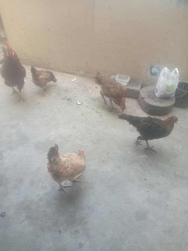 hen for sale egg laying 1